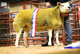 7 lot 55 overall champion hilltop 2000